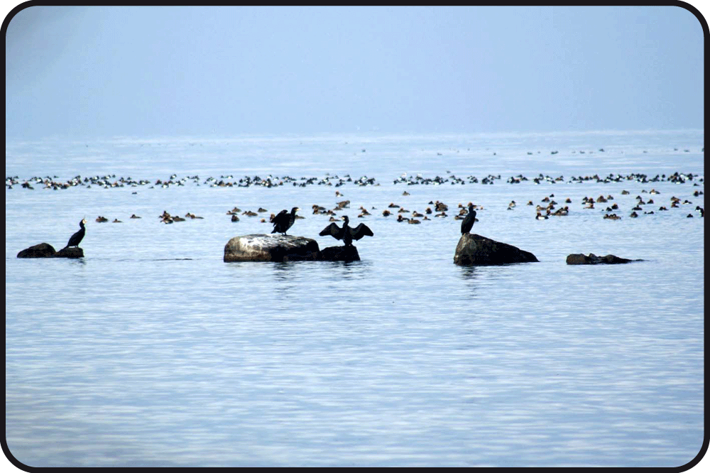 Cormorans du lac