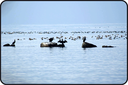 Cormorans du lac