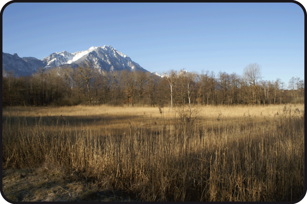 Marais en hiver