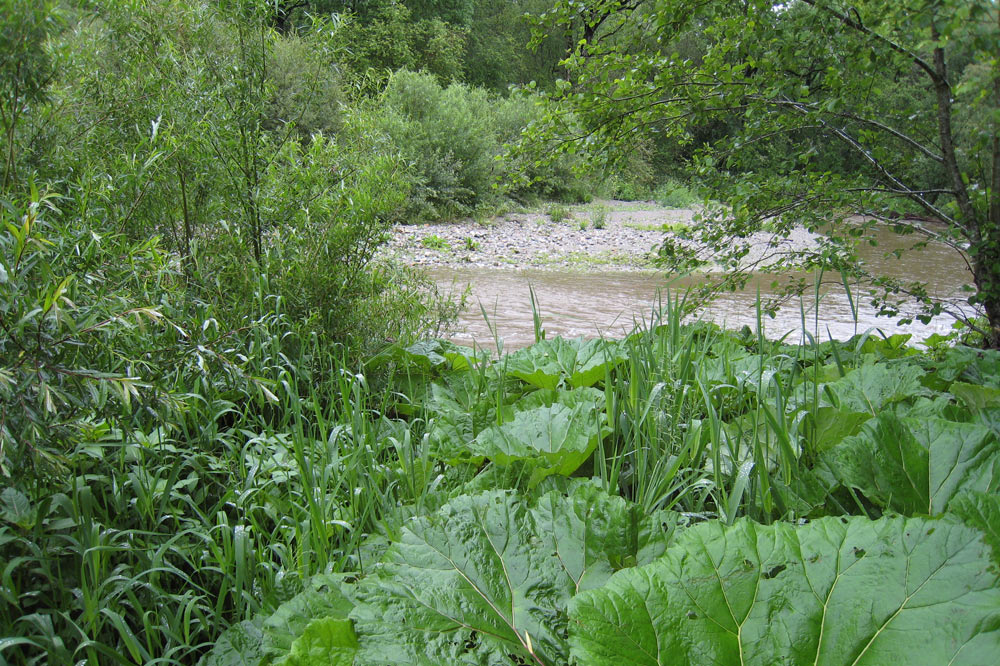 Végétation pionnière de la zone alluviale