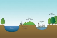 Schéma d'une zone alluviale