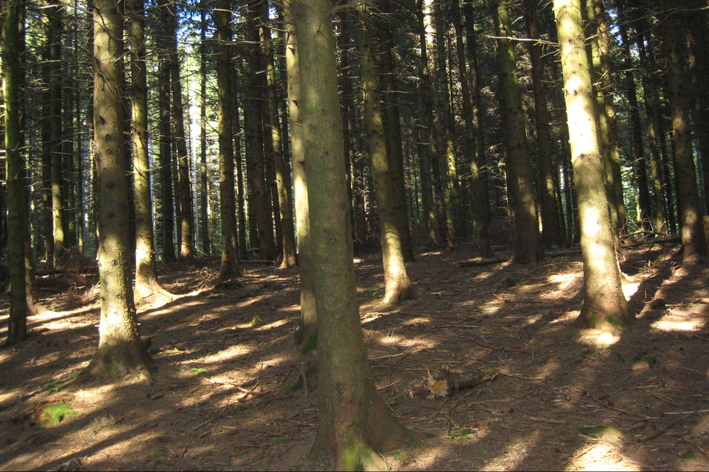 Sous-bois de forêt d'épicéas