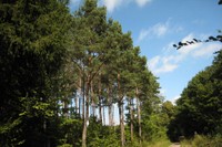 Ces arbres représentent une réserve d'écomatière