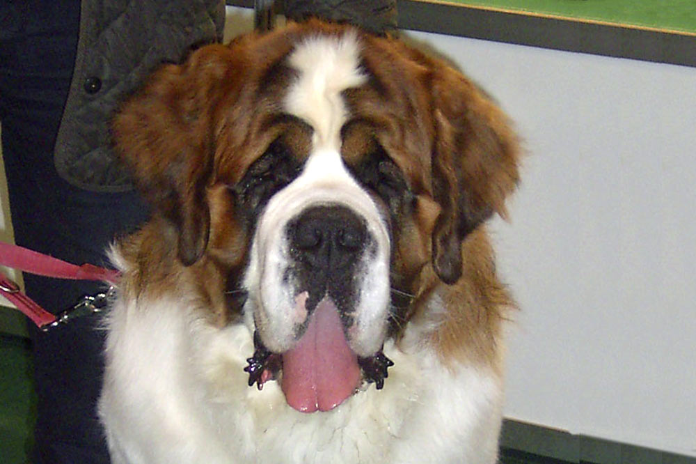 Saint Bernard